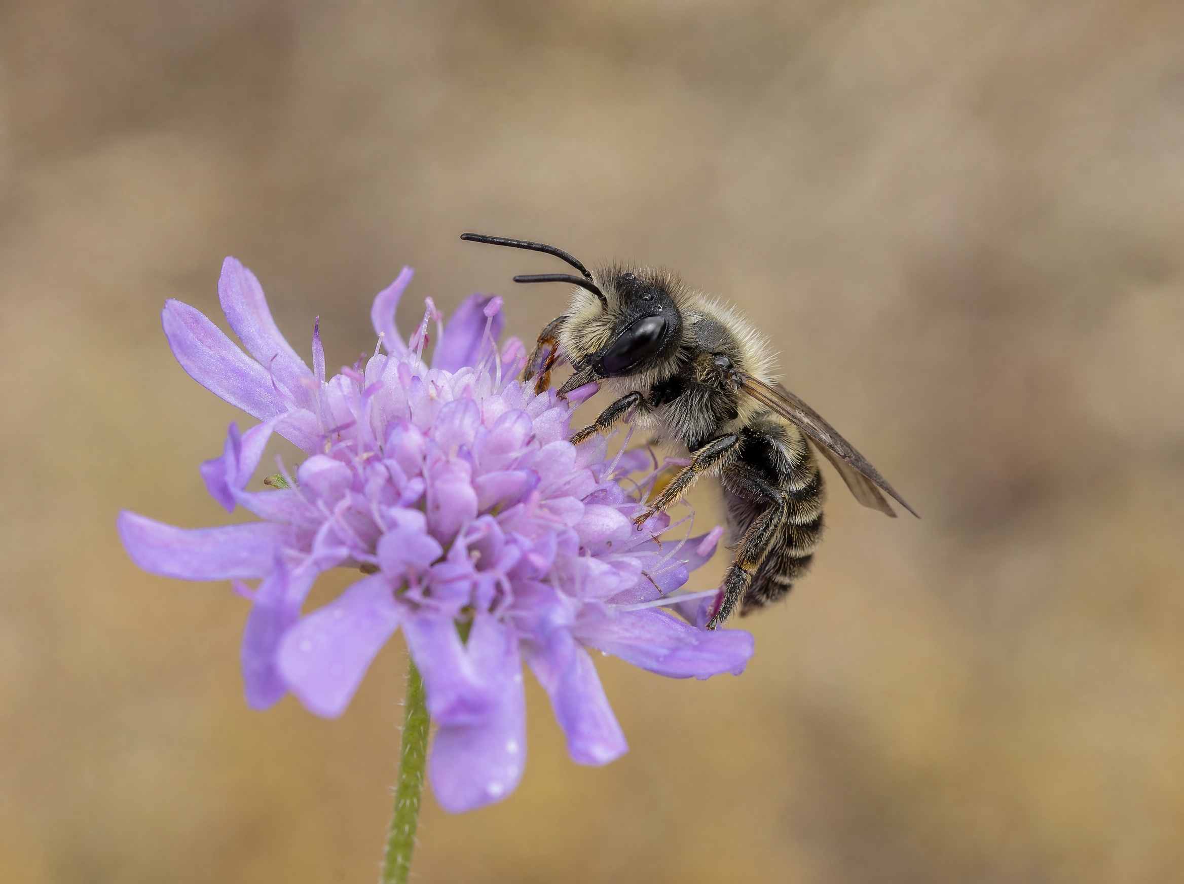 Wildbiene auf Blütenstand einer Riedpflanze, Makroaufnahme